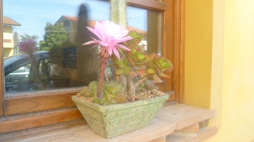 Le Ginestre B & B Massarosa Ngoại thất bức ảnh